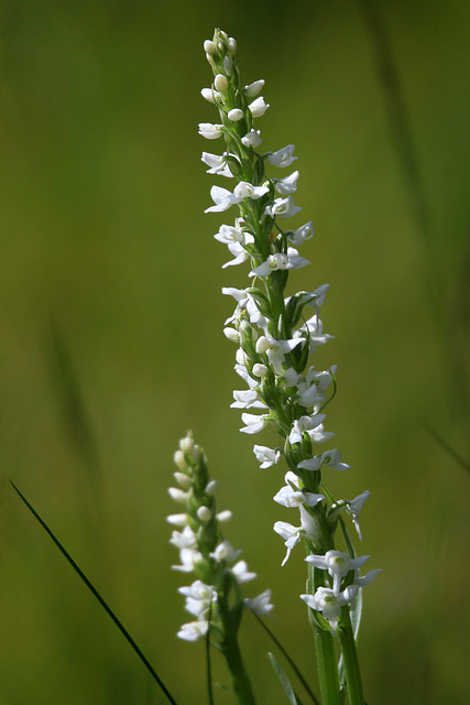 Bog Candles (Platanthera dilatata var. albiflora)