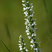 Bog Candles (Platanthera dilatata var. albiflora)