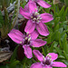 Moss Campion (Silene acaulis)