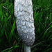 Anyone for a shaggy Inkcap?