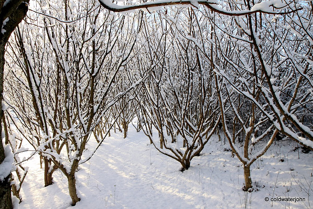 Sun and snow - garden walk Dec 10 2011