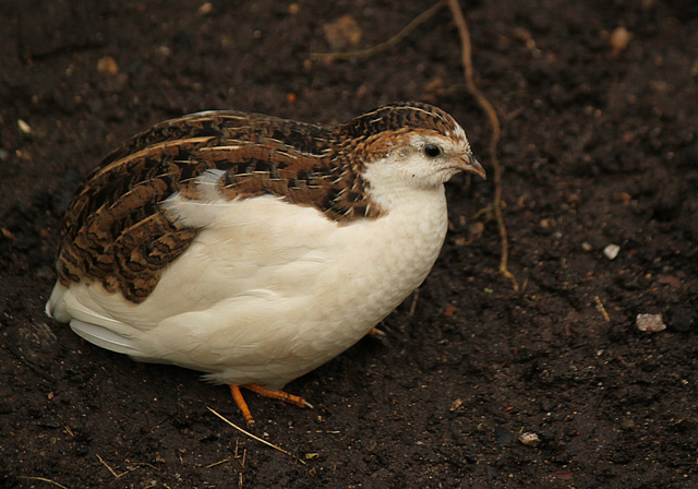 Chinese Quail