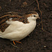 Chinese Quail