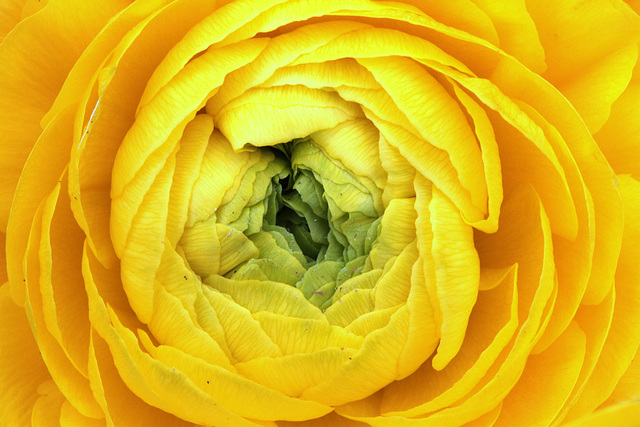 Ranunculus