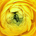 Ranunculus