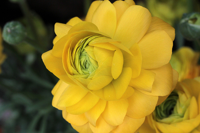 Ranunculus