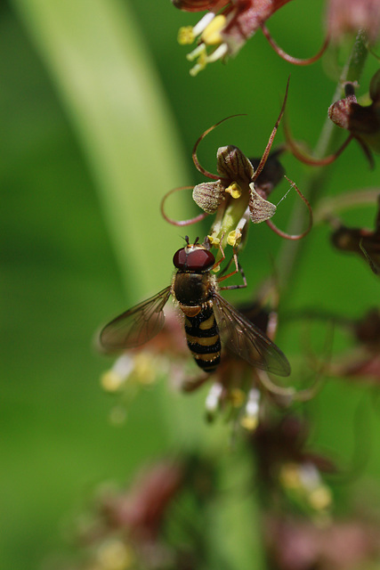 Bee Fly on Piggyback Plant