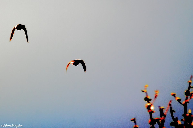 Mallard ducks in flight