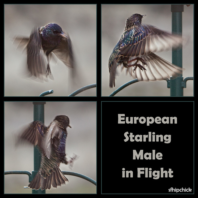 European Starling Male in Flight