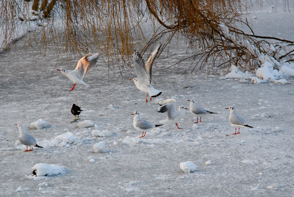 Gulls after bread