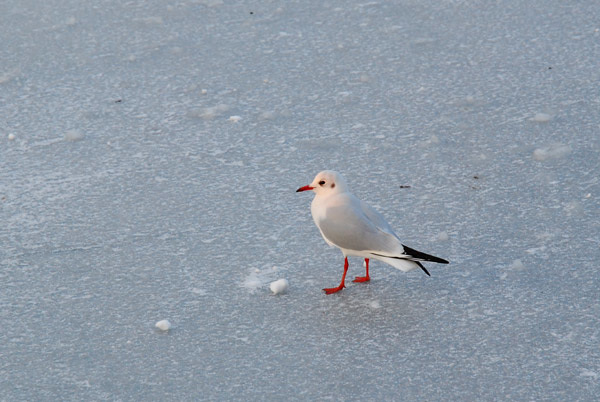 Solitary gull