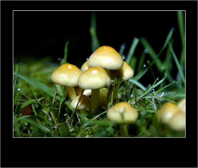 Mushrooms by LED