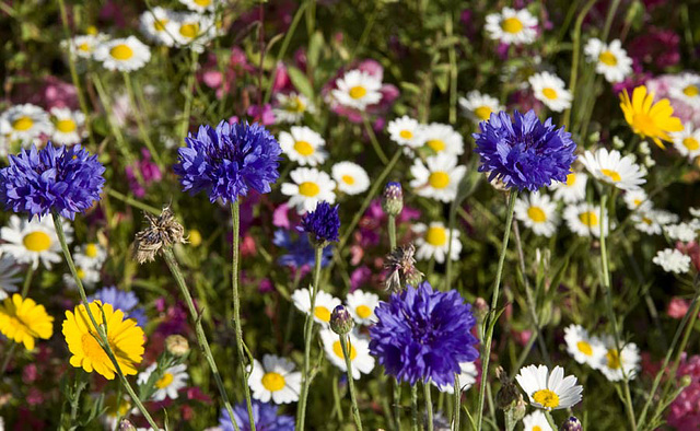 wildflower meadow