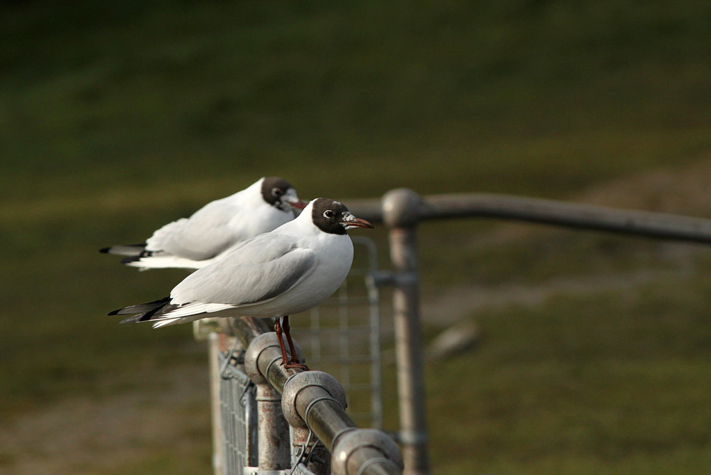 Black-headed Gulls