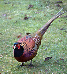 Cock pheasant survived the snows!