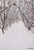 Early morning walk - the hazel tunnel 5211254085 o