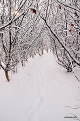 Early morning walk - the hazel tunnel 5211254085 o