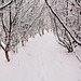 Early morning walk - the hazel tunnel 5211254085 o