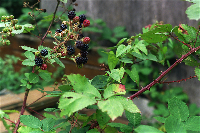 Brombeeren