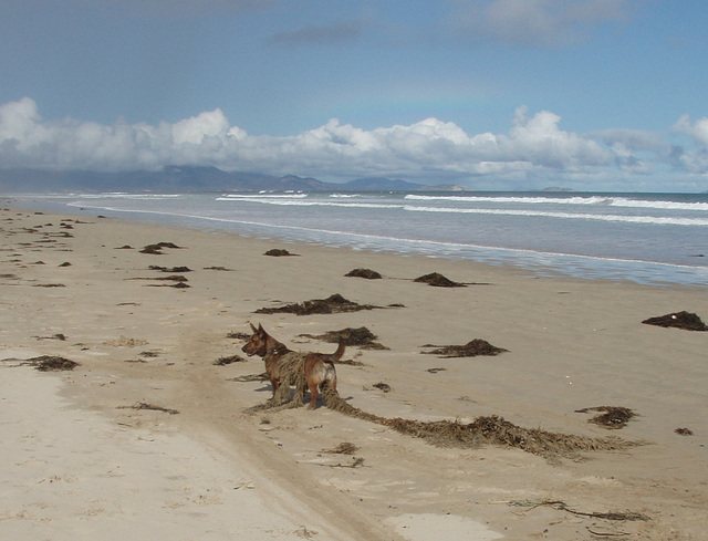 doggy fun at Sandy point