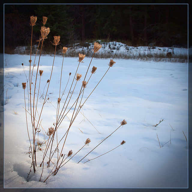 Weeds in the Snow