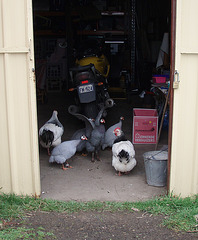 guineas in the garage