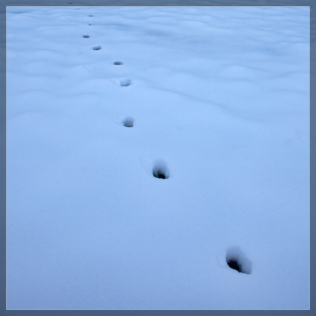 Deer Prints in the Snow