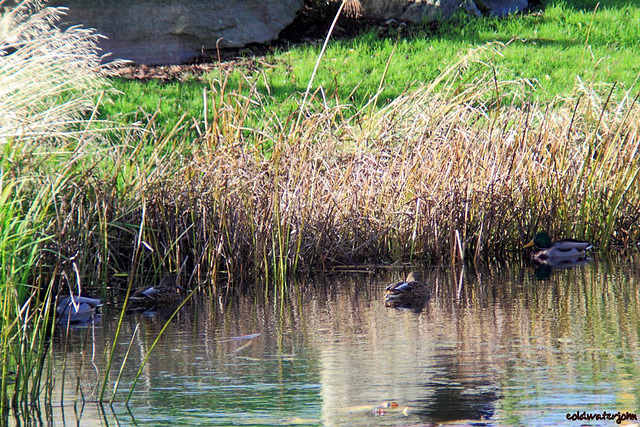 Mallard Families breakfasting