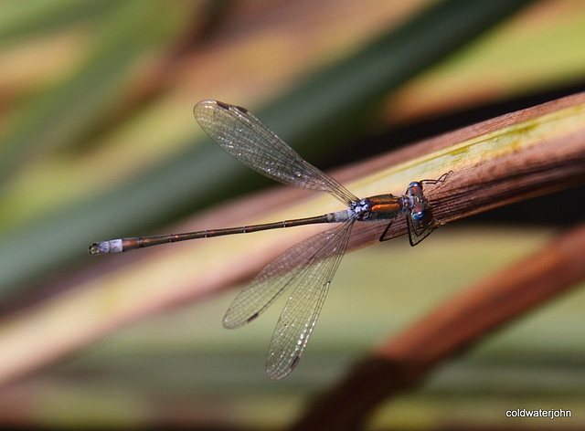 Damsel Fly 4904349957 o