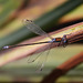 Damsel Fly 4904349957 o