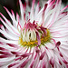 Bellis Daisy