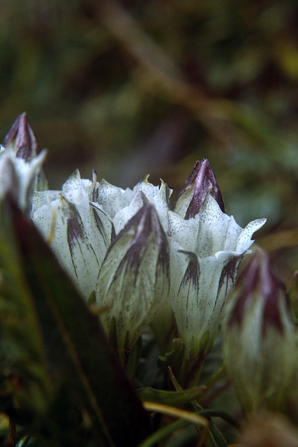 Arctic Gentian