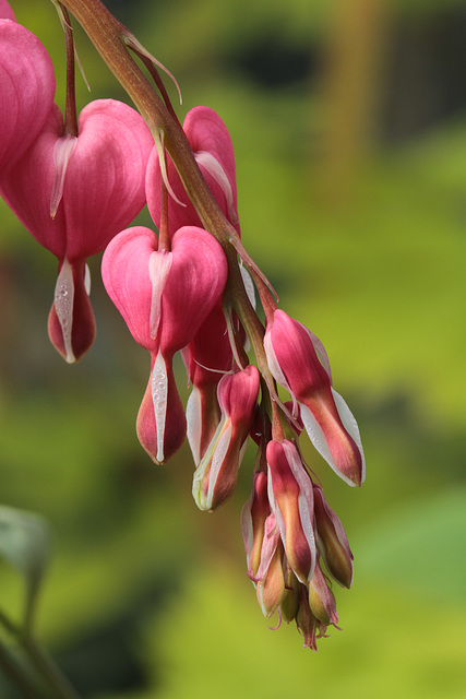 Bleeding Hearts