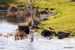 The Oystercatchers have returned