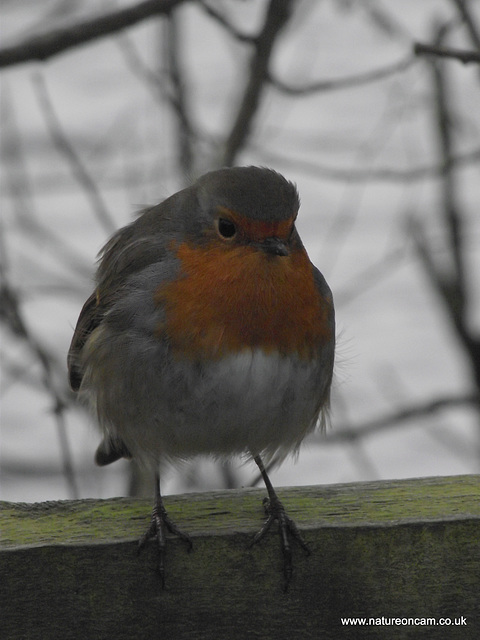 Robin