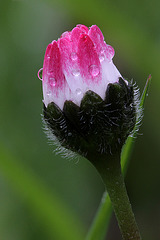 Bellis Daisy