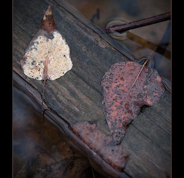 "There are only two tragedies in life: one is not getting what one wants, and the other is getting it." ~ Oscar Wilde "There are only two tragedies in life: one is not getting what one wants, and the other is getting it." ~ Oscar Wilde