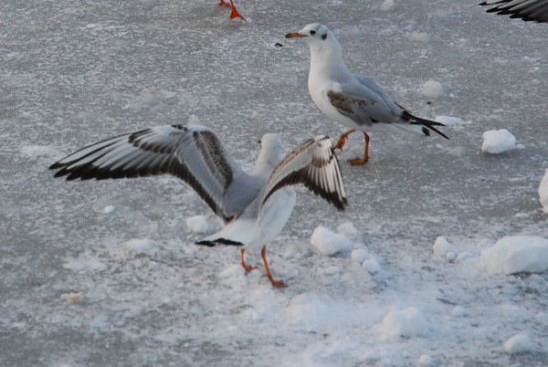 Gulls after bread