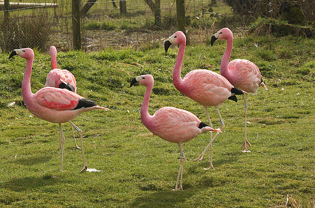 Flamingos