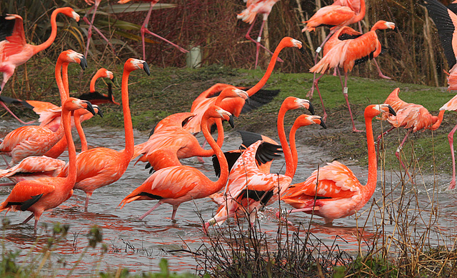 Caribbean Flamingos