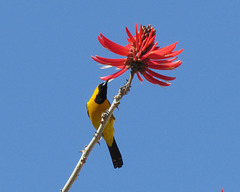 Hooded Oriole