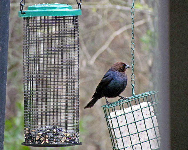 Brown-headed Cowbird - Male