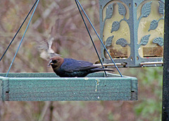 Brown-headed Cowbird (Male)