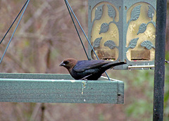 Brown-headed Cowbird (Male)