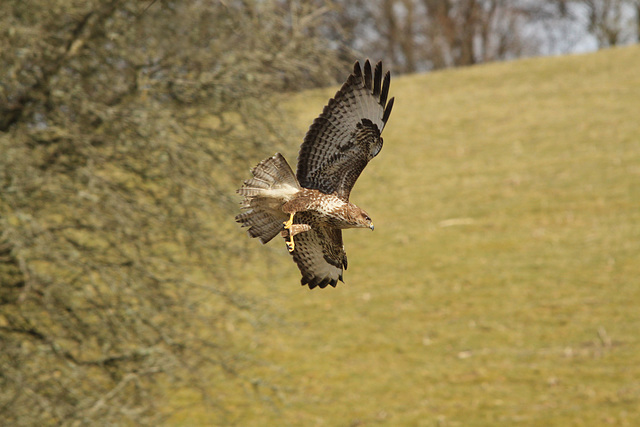 Common Buzzard