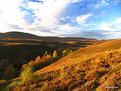 Dava Moor in Autumn