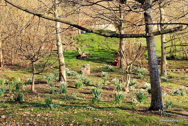 Daffodils coming up through the snowdrops March 7 2011