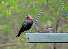 Brown-headed Cowbird Pair