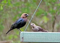 Brown-headed Cowbird Pair