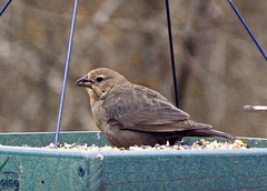 Brown-headed Cowbird - Female